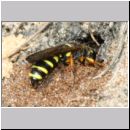 Cerceris arenaria - Grabwespe w10a 12mm beim Nestbau.jpg